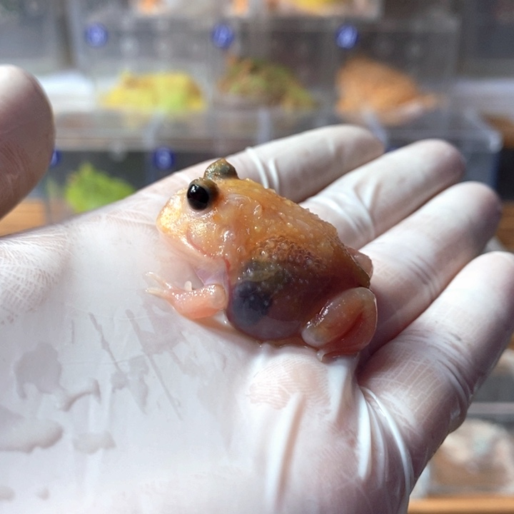 角蛙097号黑魔童变异