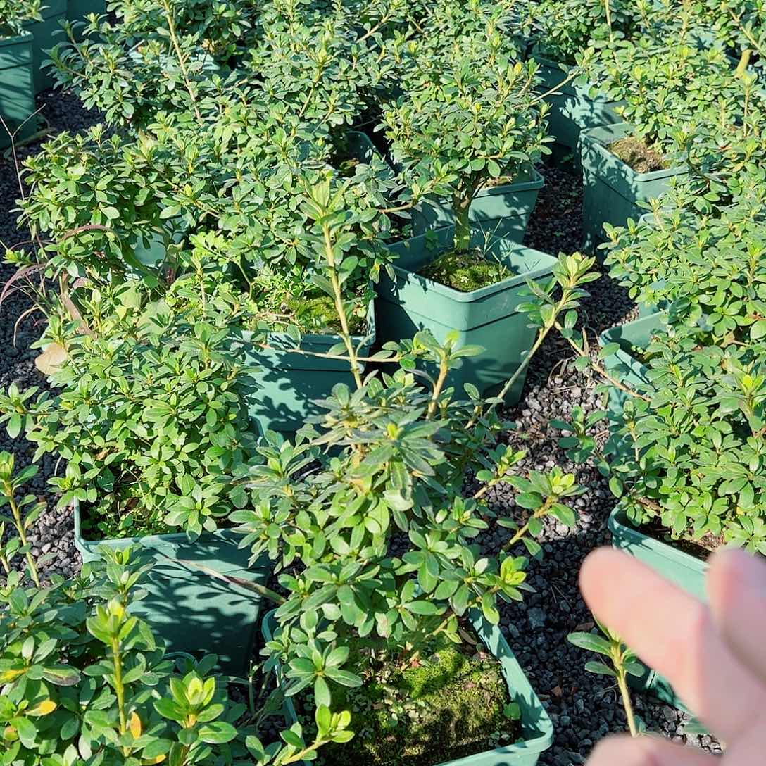 无花朵盆景皋月杜鹃毬子