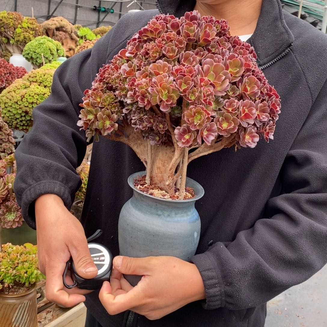 欧紫朵朵缀不带盆土