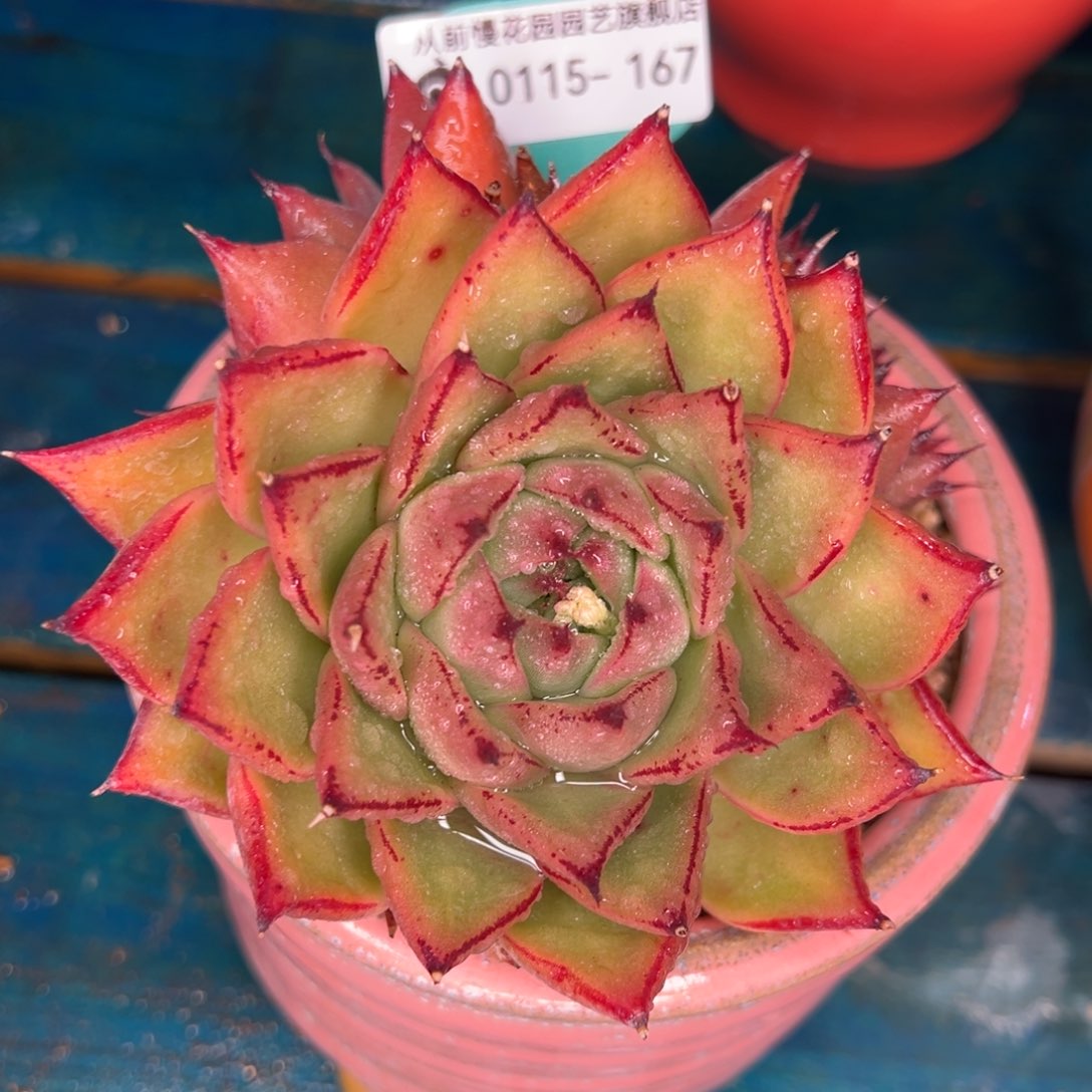 从前慢多肉精选编号0115.167