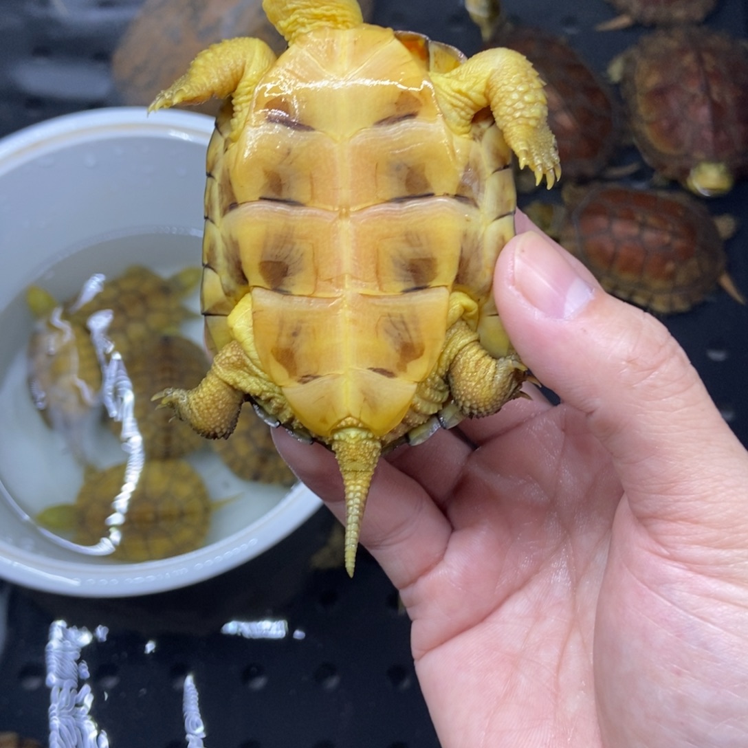 M***精绿毛龟不分公母小青水锈牙底