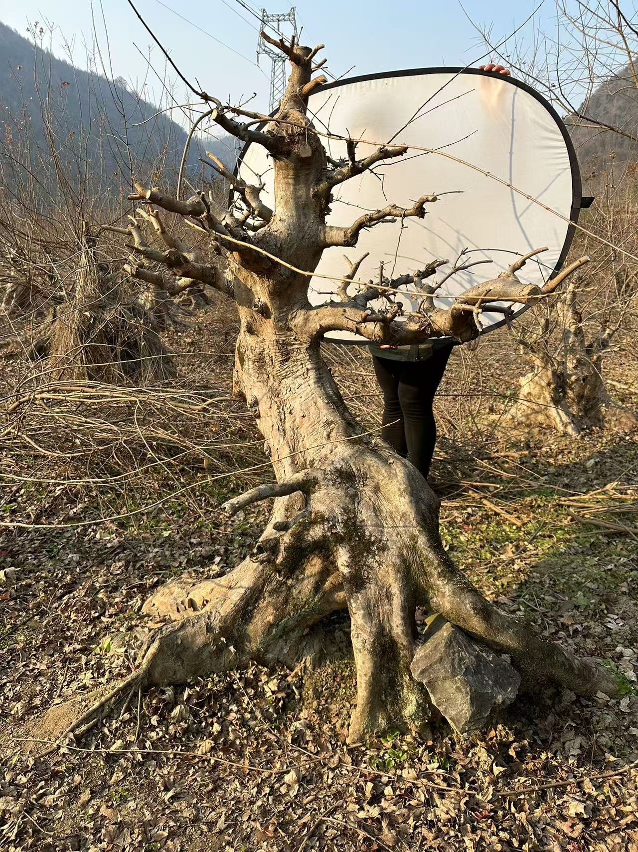 【直播间一物一拍】榔榆三角枫等老桩盆景造型树怪树素材