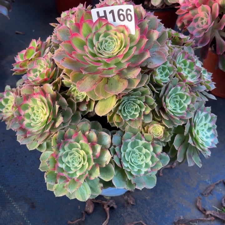 瑞妈，，，，。。166。千禧