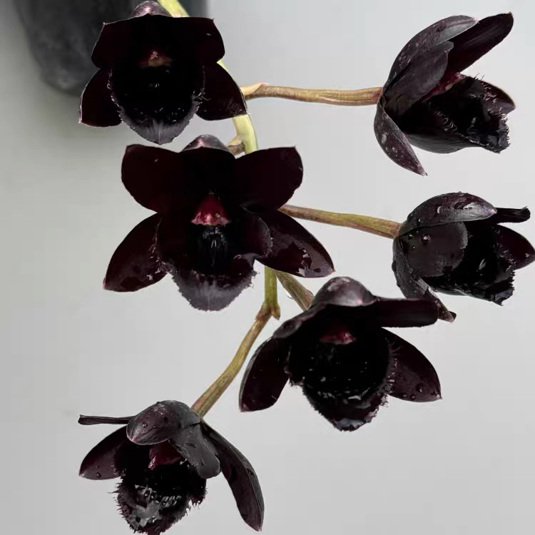 天鹅兰Fredclarkeara After Dark 'S.V.O. Black Pearl黑珍珠洋兰