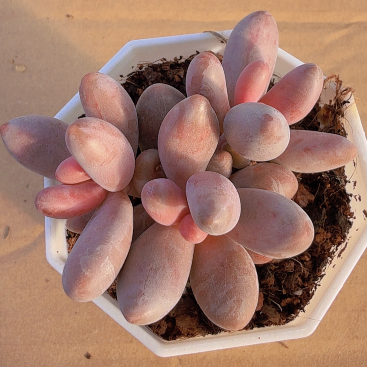 多肉手指美人（满12.9包邮）