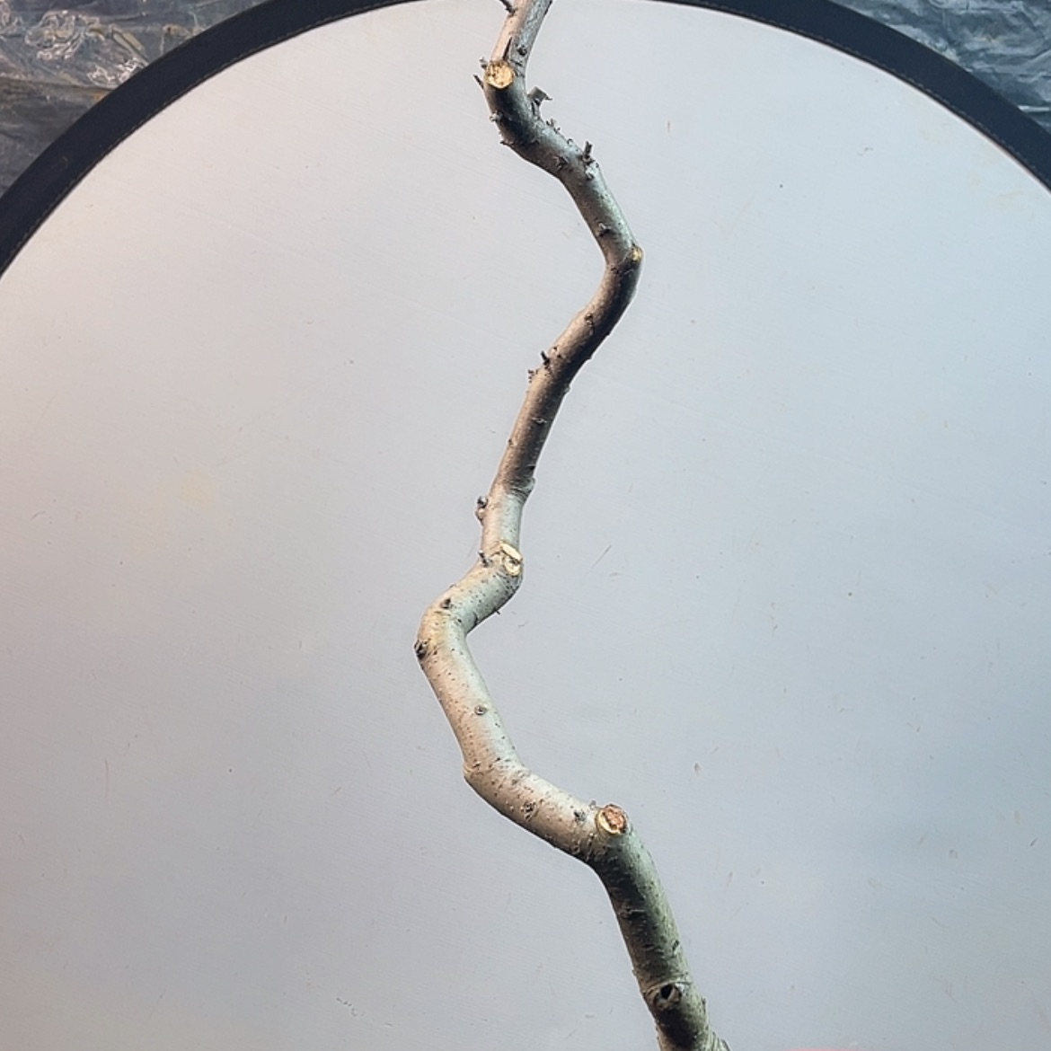 【闪购商品】无花朵071