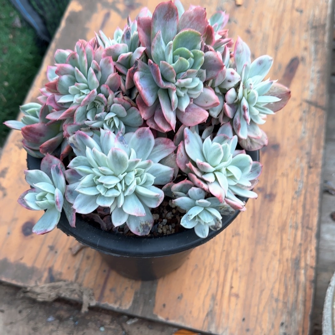 多肉植物多肉植物