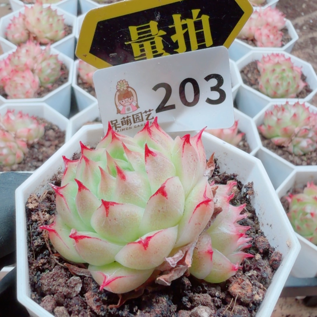 多肉植物多肉植物