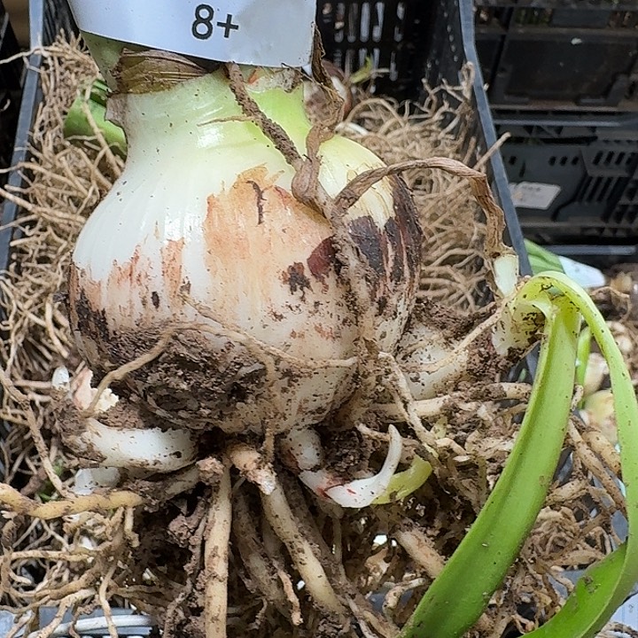 魅影重重8厘米开花球