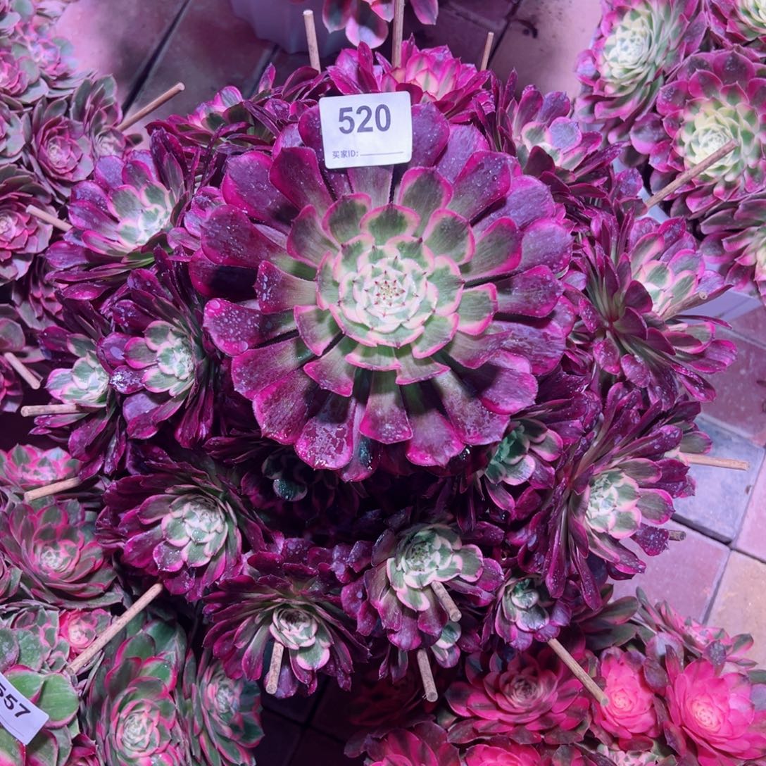 520霁月法师多肉植物