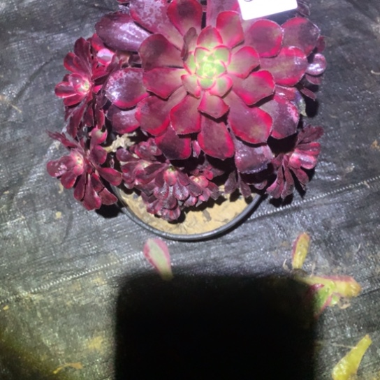 霞*多肉植物365多肉