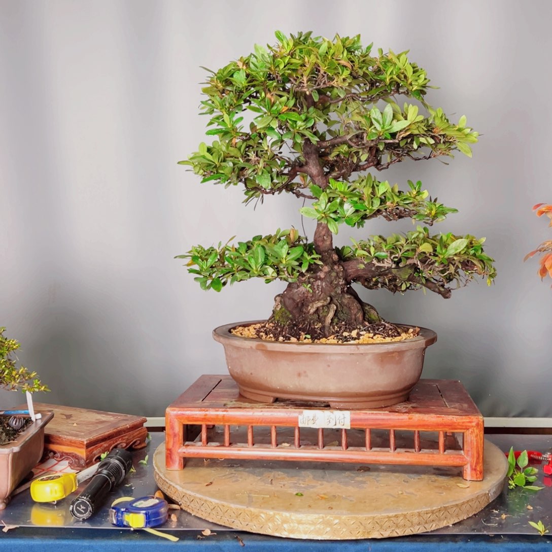 用***8完全开放杜鹃花钱