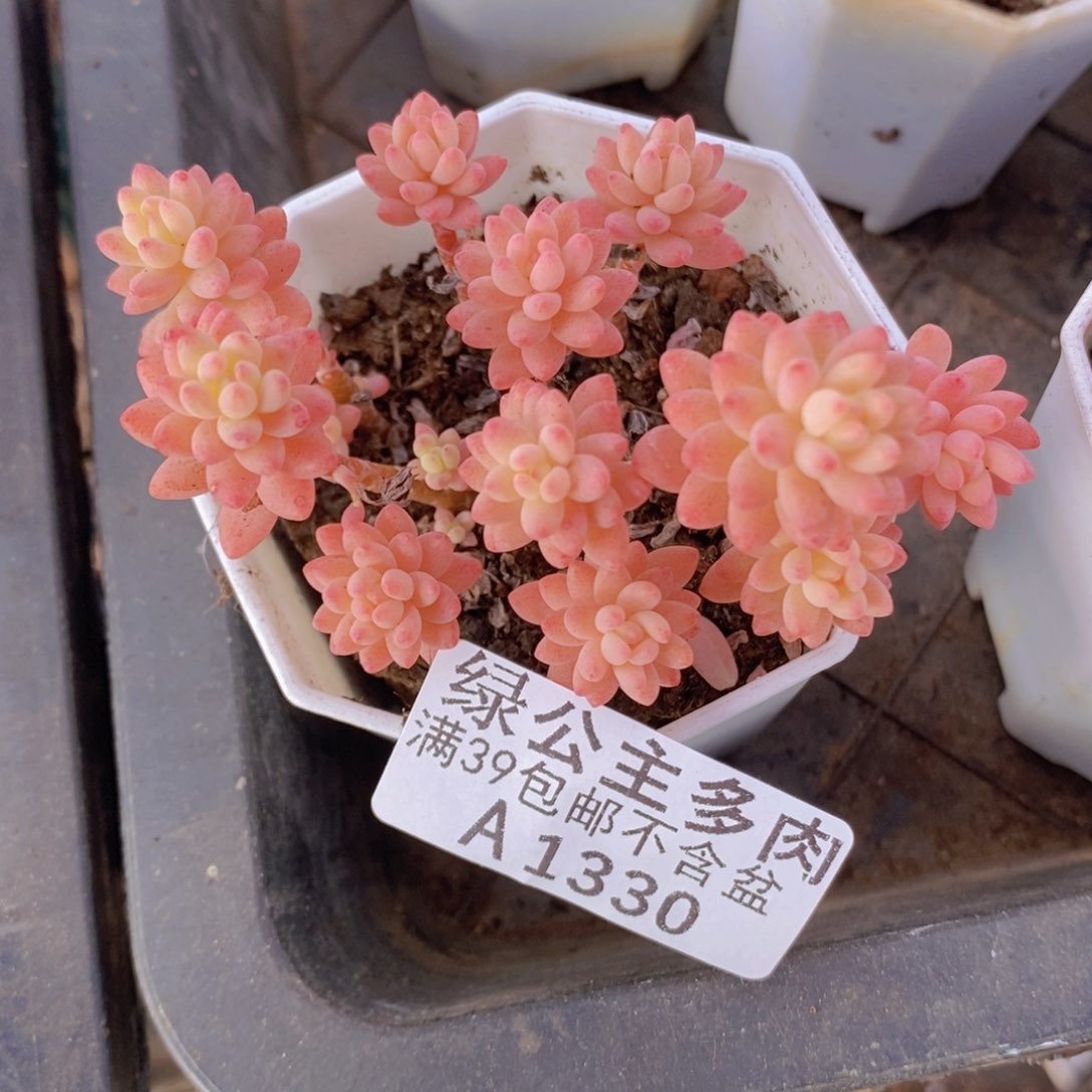 花团散拼6cm1330多肉植物