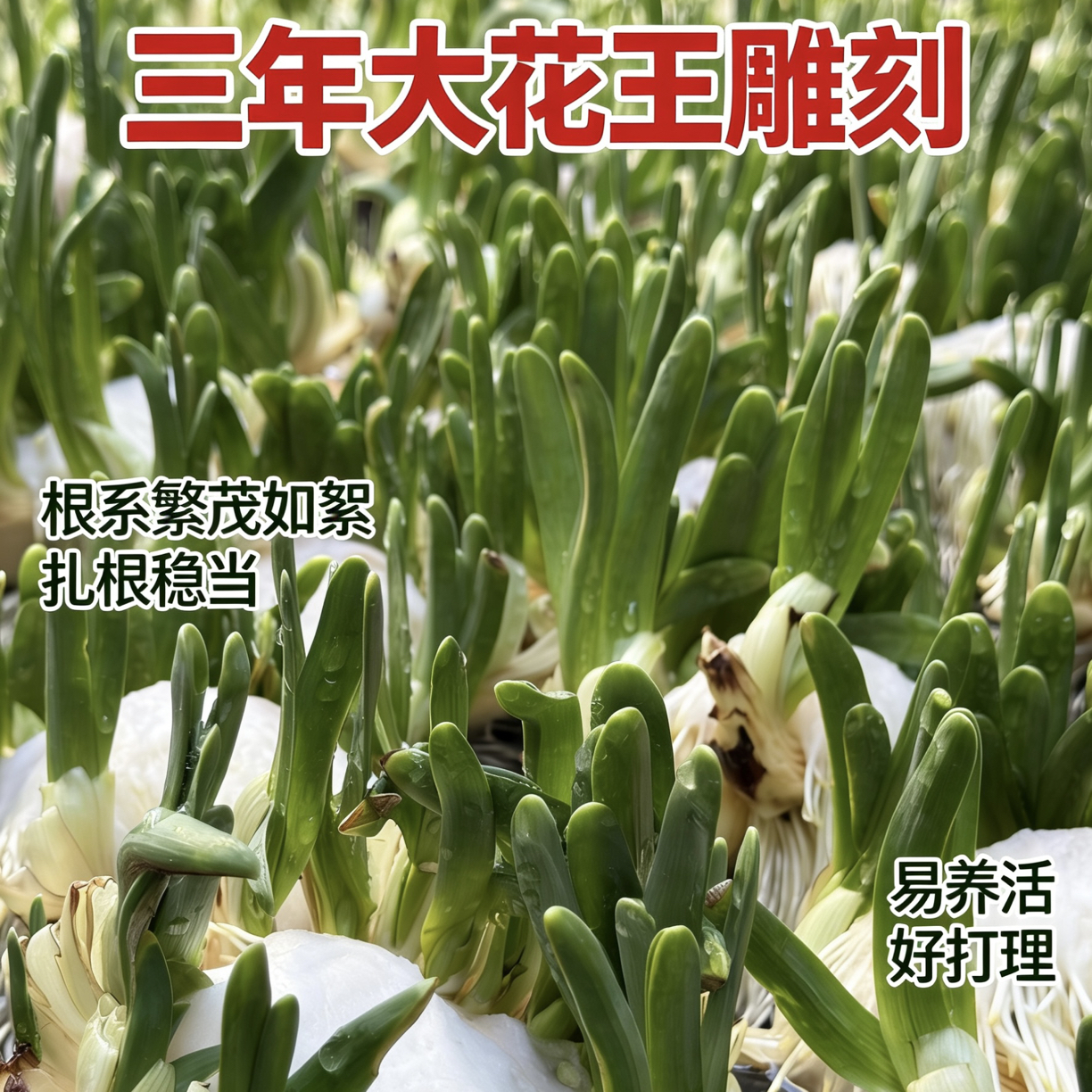 漳州雕刻水仙花种球耐寒浓香型室内水培年宵花卉