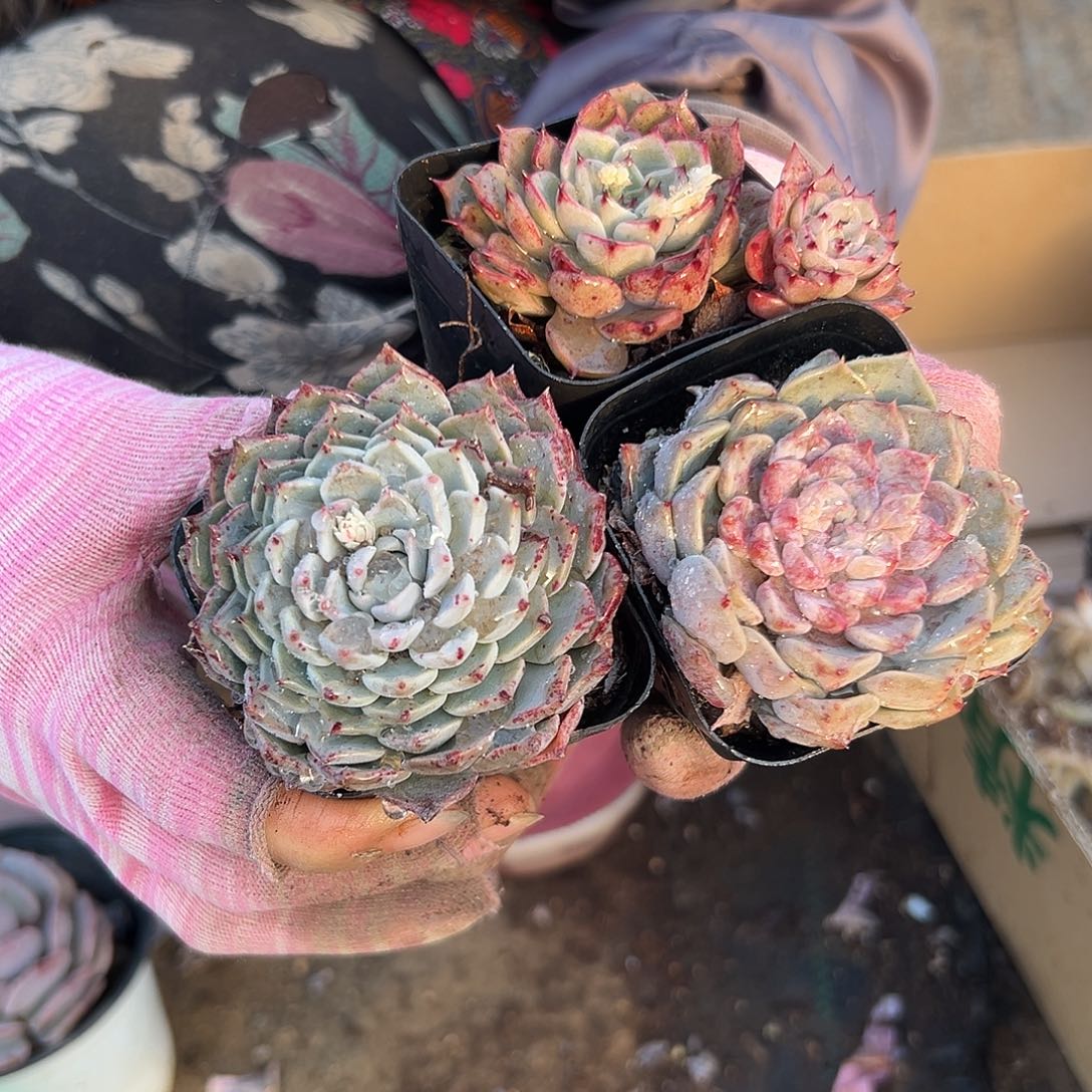 多肉植物多肉植物