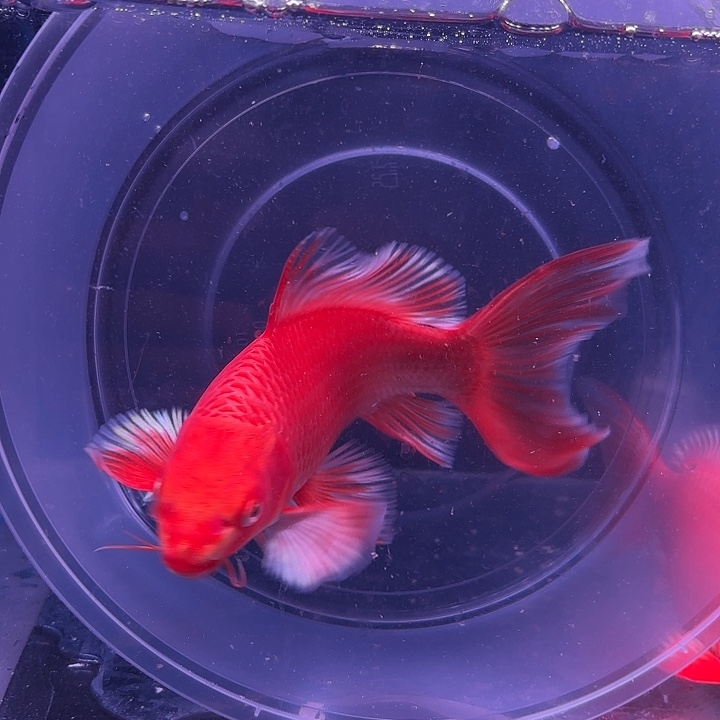 卡***特蝴蝶鲤12号蝴蝶鲤手鳍略微上翘