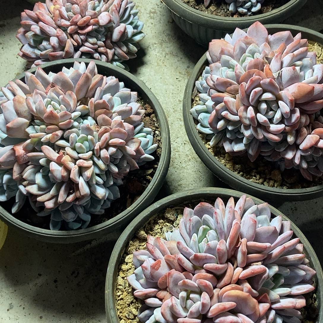 石榴籽有砍11头起随机发货