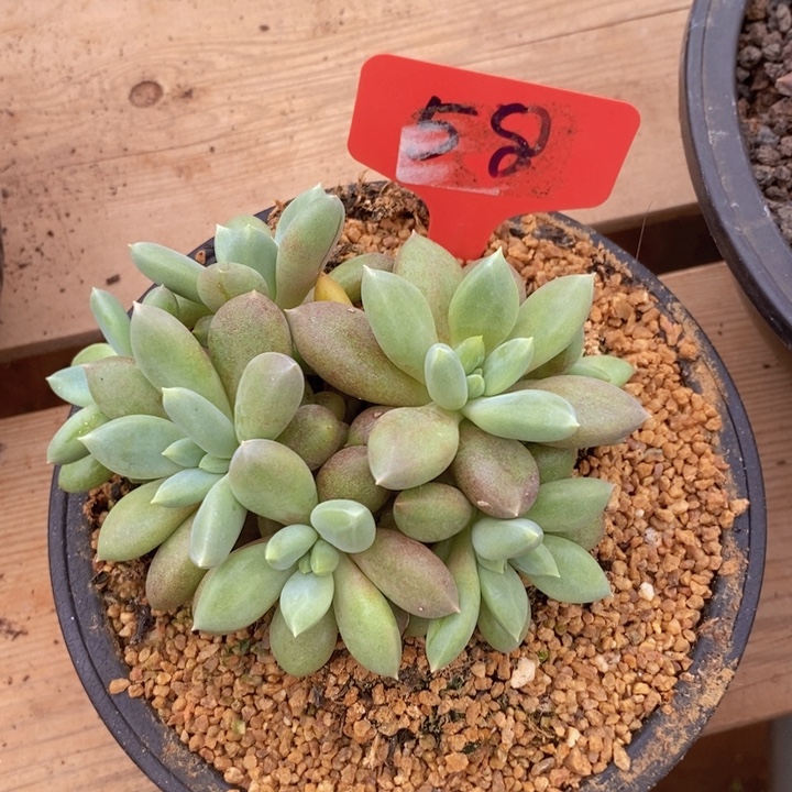 这么大个人都有女朋友啦