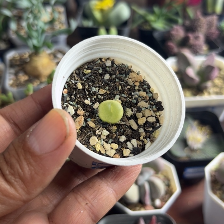 364 小拉登多肉植物