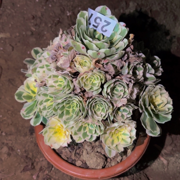 257迈巴赫多肉植物不售后