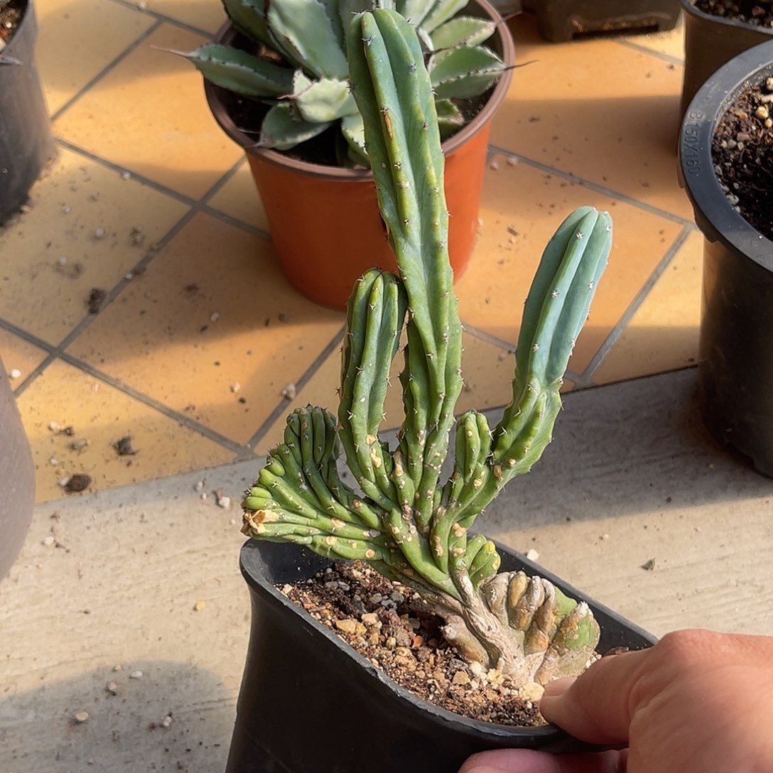 神龙木缀化锦有瑕疵