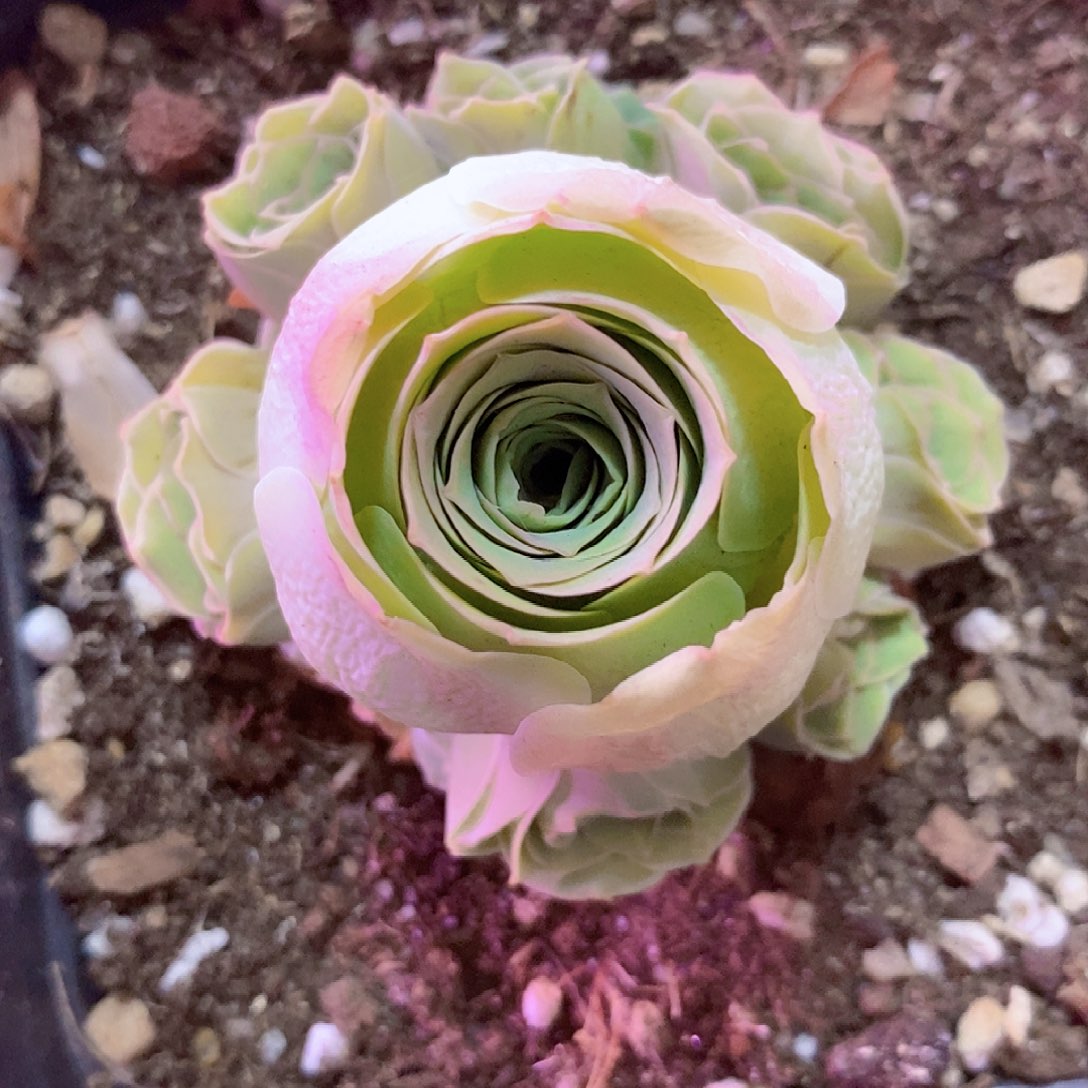 山地玫瑰一物一拍771zf