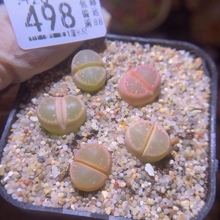 精品生石花26.498