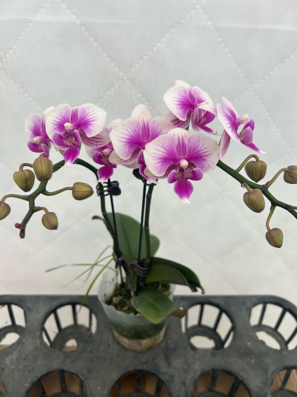 （可爱多）蝴蝶兰 花期长 好养护