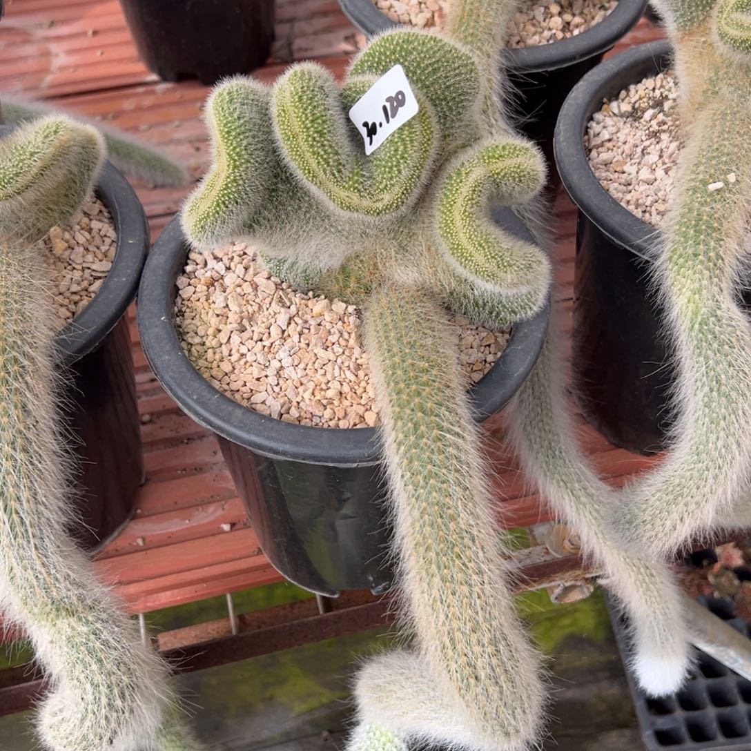 香***水120九尾狐缀多肉多肉多肉