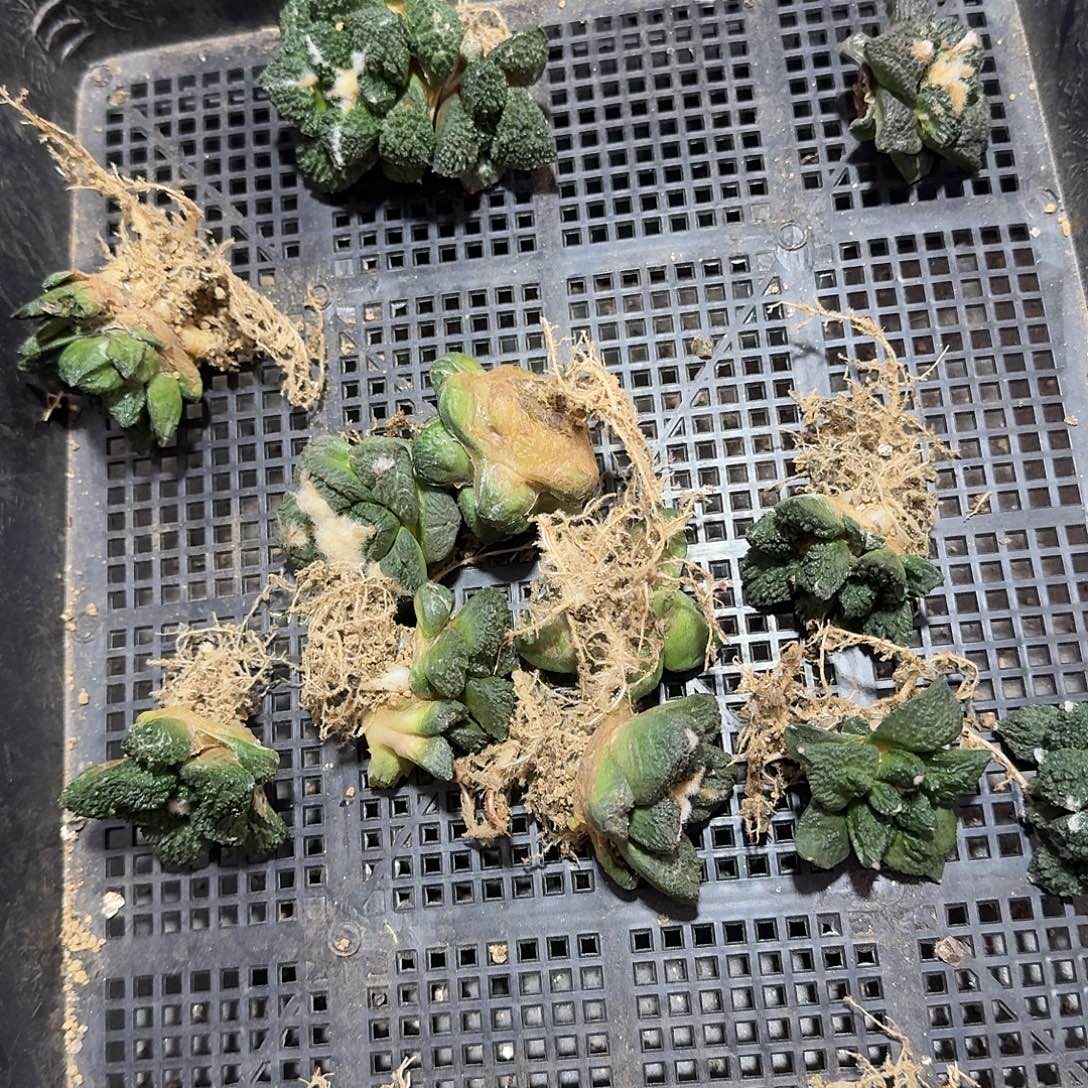 哥斯拉4.5cm起发小萝卜根