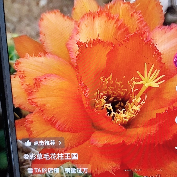 欢茄侧芽5公分毛花柱