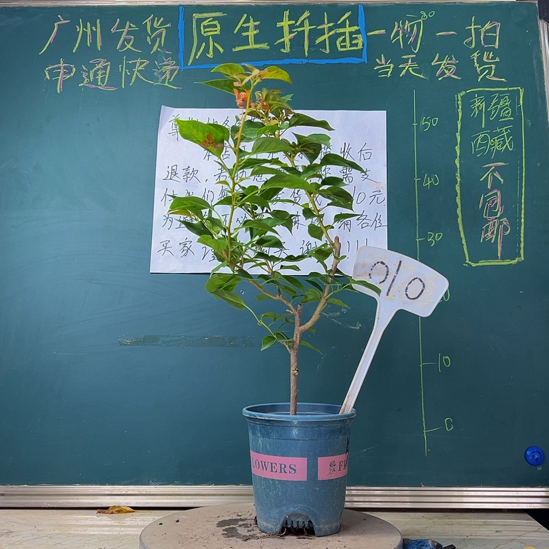 当前无花栽培后可以开花 福利 暗斑夕阳红  010