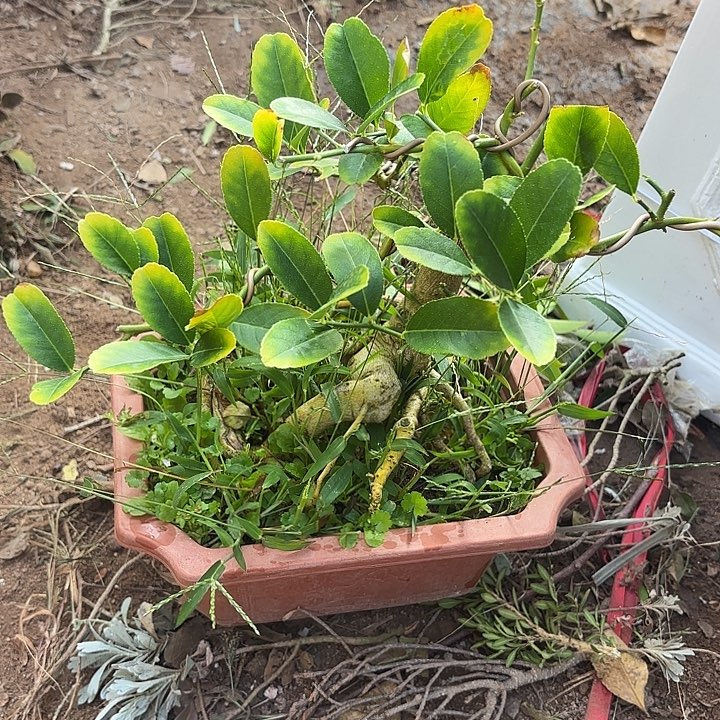 清***岗无花朵哈哈哈哈怕