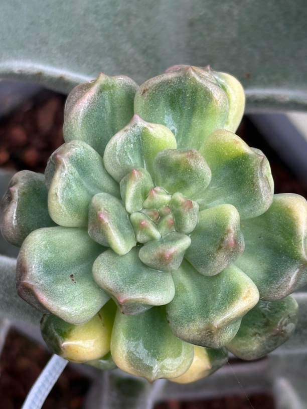 超奶锦1………………….