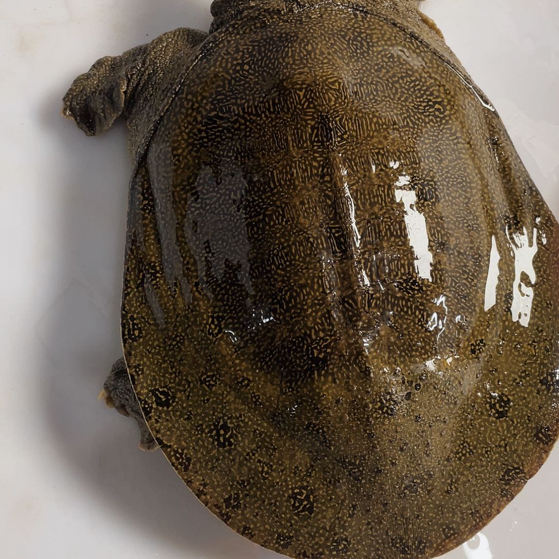 中国大陆12345678