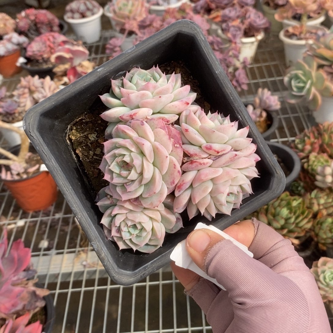 693天鹅绒一物一拍