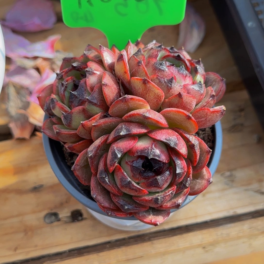 橘*?云南精品多肉A850