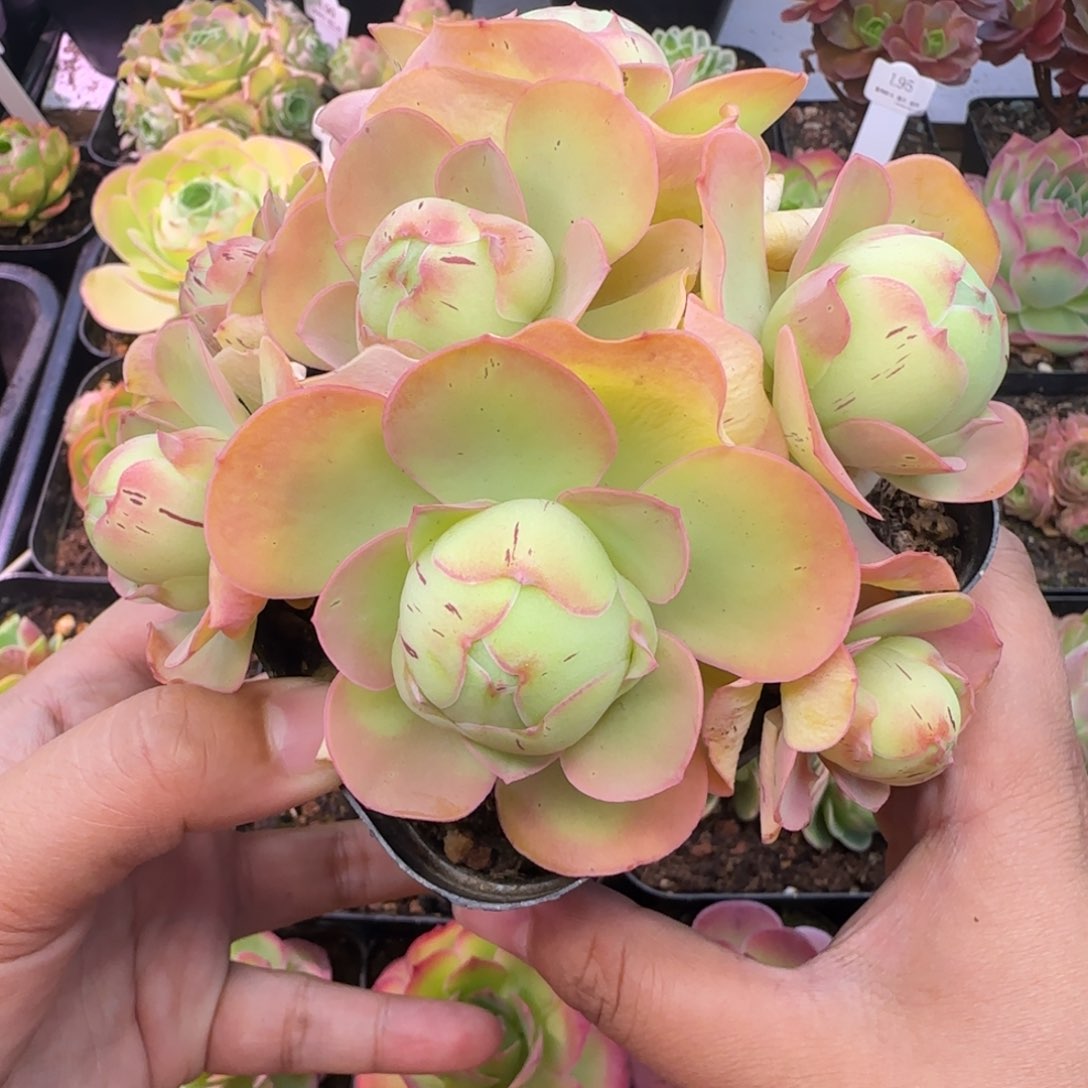 Y753半城玫瑰造型桩