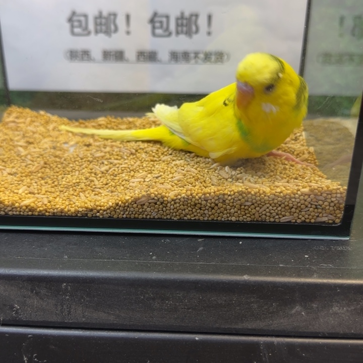 虎皮鹦鹉大头虎皮鹦鹉