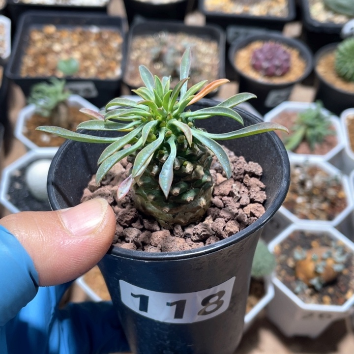 118铁甲麒麟单头