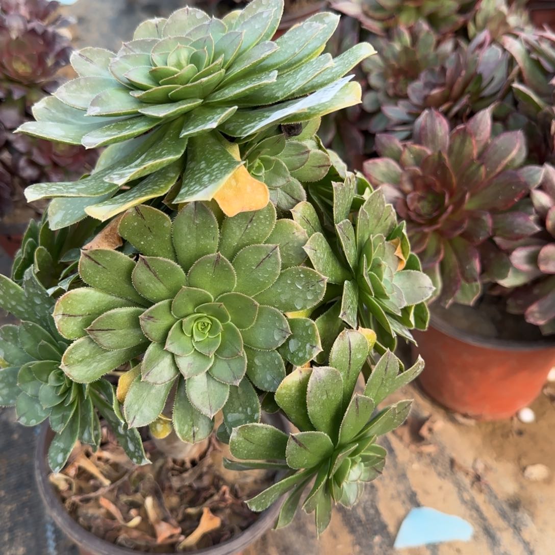 绿法师多肉1038满28包邮断枝不包