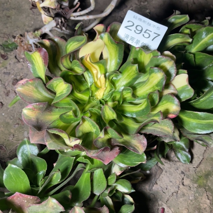 ❀****2957魅影的人多肉的