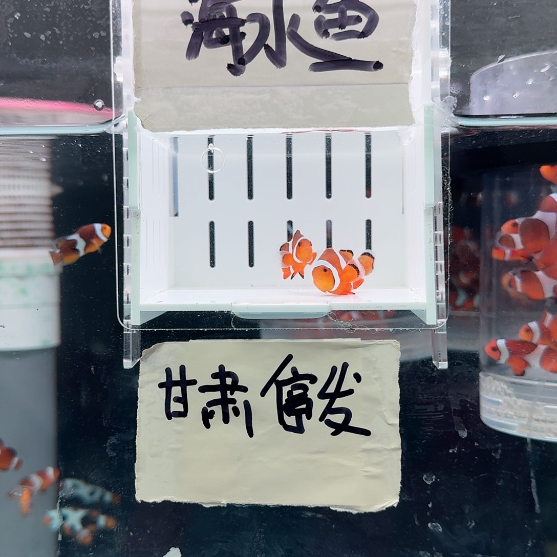 海水鱼3.5-4精品黑边公子