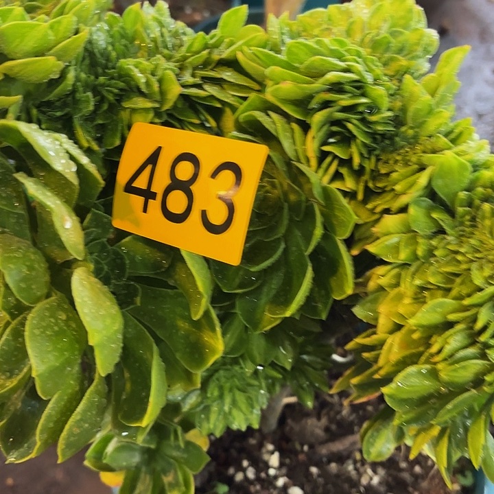 多肉植物福利483