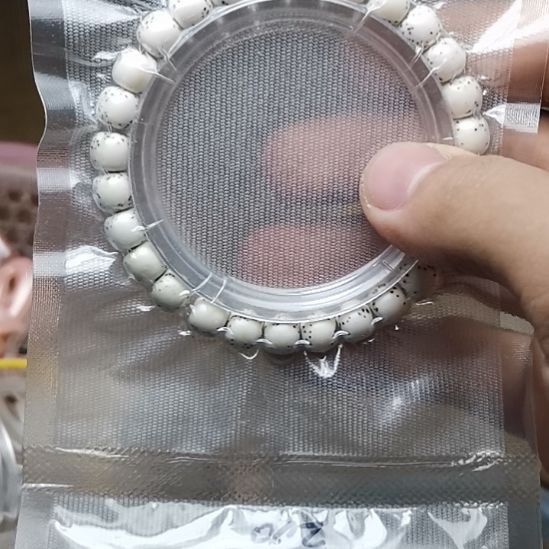 凉***✿星月菩提手串原生态河豚半臂