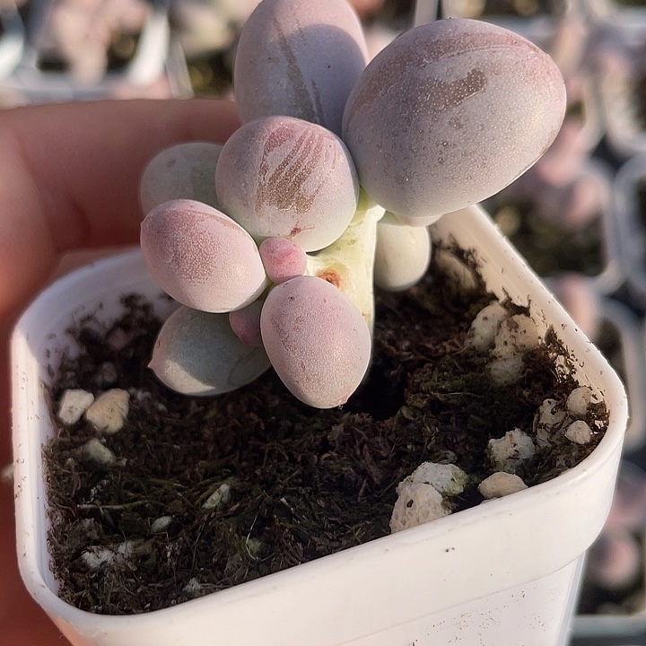 一物一拍满18包邮