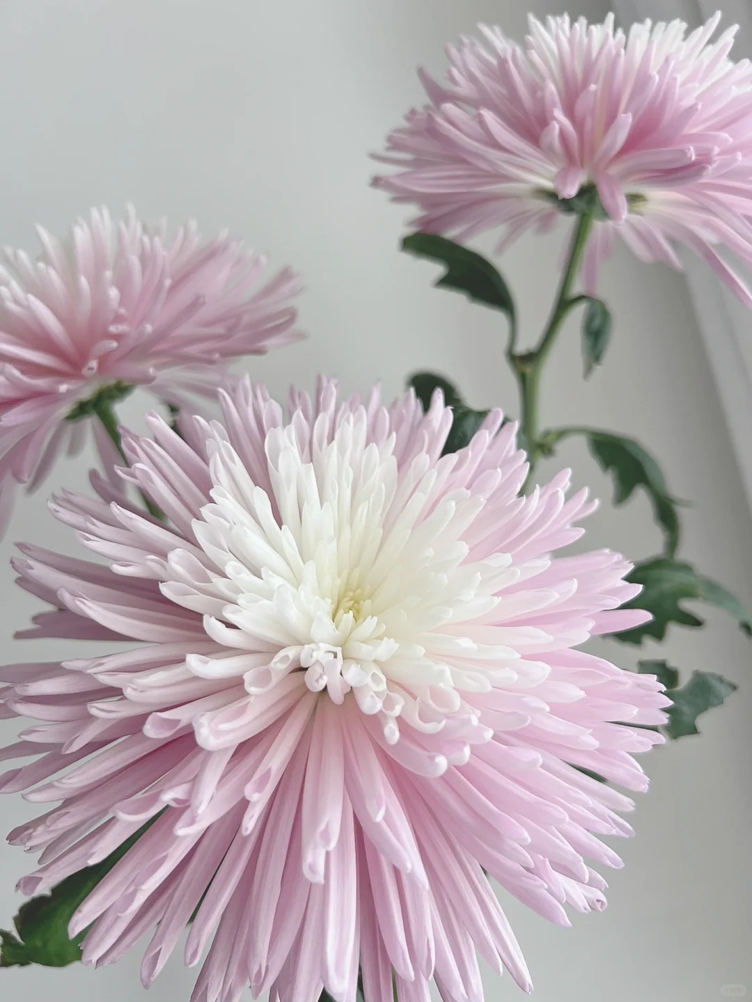 百合鲜花【粉色烟花菊鲜切花】多头