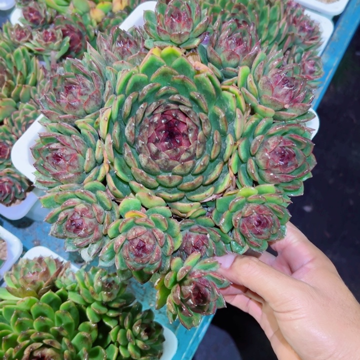 精品多肉植物老桩随机发一棵糖心宝莲灯优选