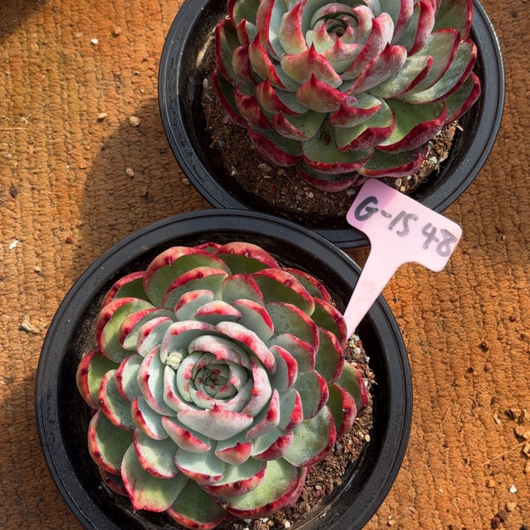 惊鸿仙子 两个一组 