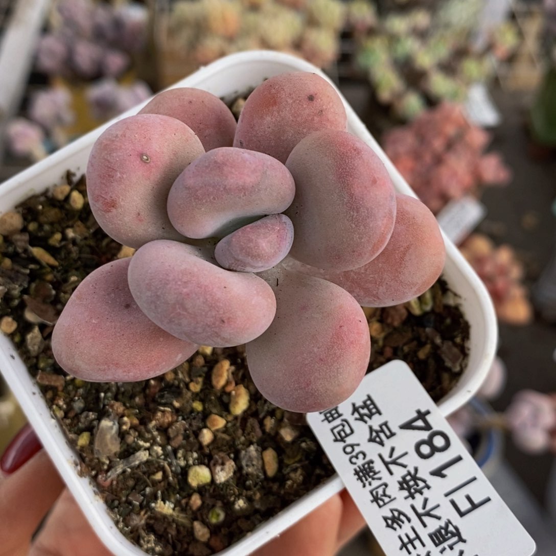 橙雪球184/4cm多肉